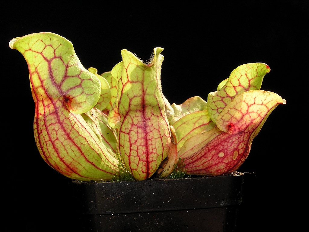 sarracenia purpurea ssp. venosa