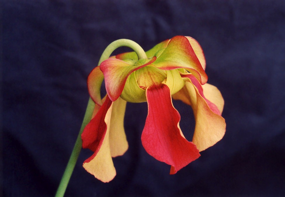 Sarracenia flava var. flava x jonesii