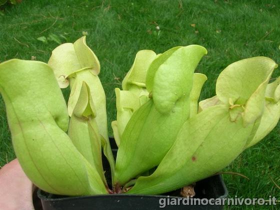 Sarracenia purpurea f. veinless5