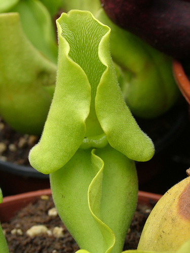 Sarracenia purpurea subsp. venosa var. venosa f. pallidiflora3