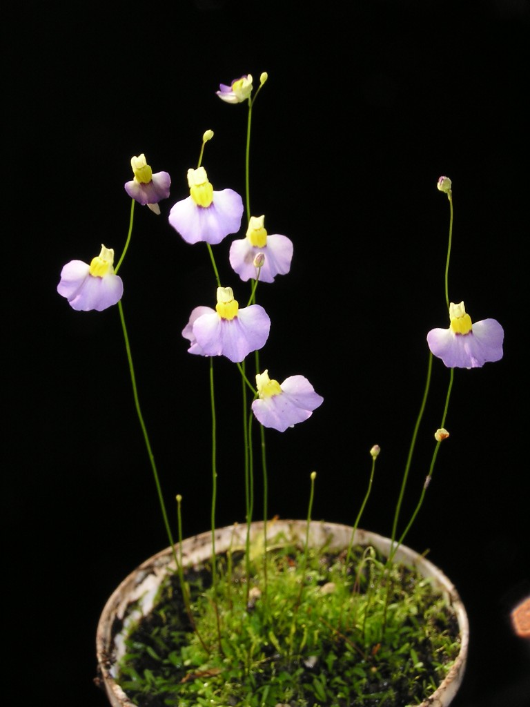 Utricularia bisquamata