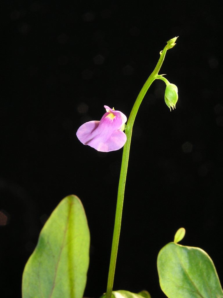 Utricularia calycifida