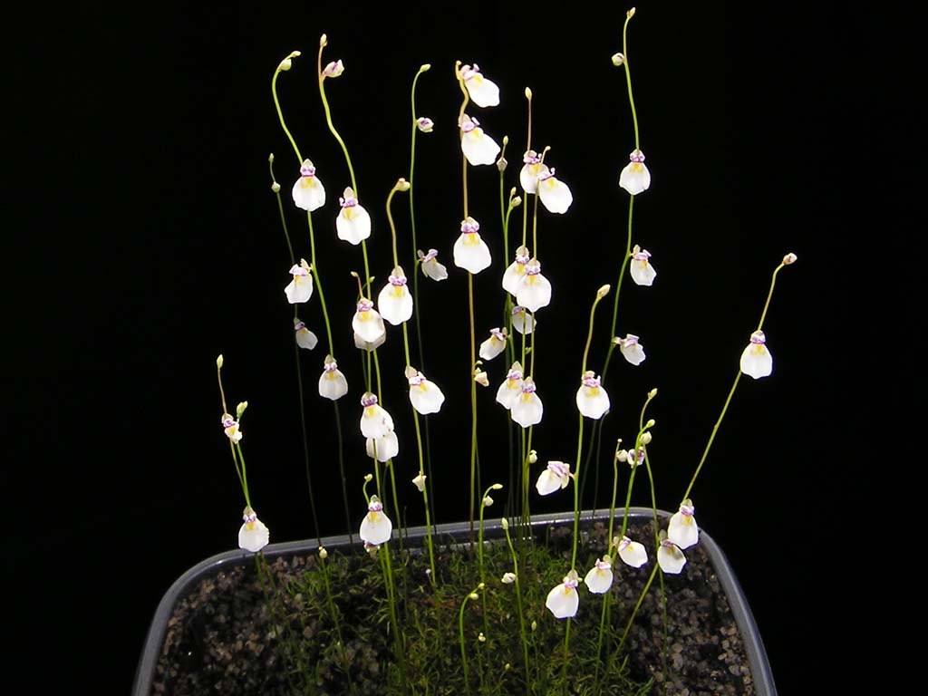 Utricularia parthenopipes