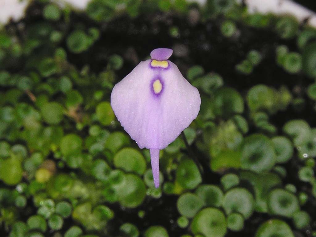 Utricularia pubescens