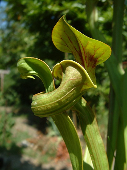 sarracenia flava deformace