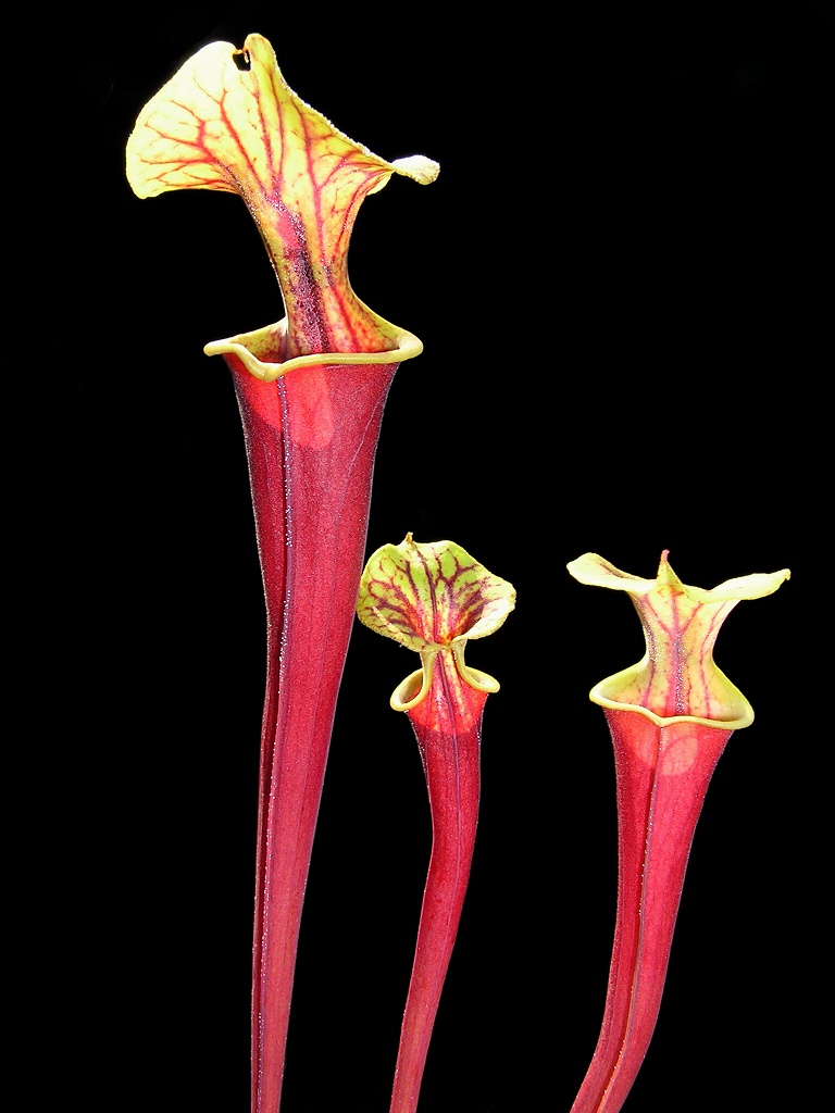 Sarracenia flava var. rubricorpora