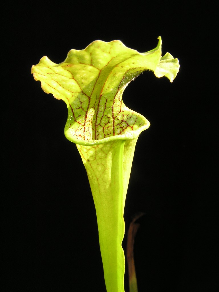 Sarracenia leucophylla x flava var. flava
