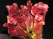 sarracenia purpurea ssp. venosa2