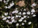 Utricularia uniflora
