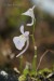 Utricularia sandersonii