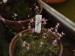 Utricularia warburgii