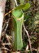 Nepenthes albomarginata