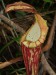 Nepenthes boschiana