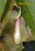 Nepenthes distillatoria