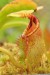 Nepenthes ephippiata