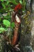 Nepenthes faizaliana