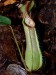 Nepenthes hispida
