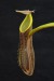 Nepenthes mikei