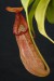 Nepenthes petiolata