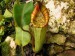 Nepenthes pilosa