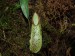 Nepenthes tentaculata