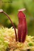 Nepenthes vieillardi
