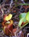 Nepenthes villosa