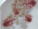 aldrovanda vesiculosa-červená forma
