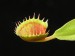 Mucholapka podivná (Dionaea muscipula) 1