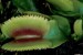Mucholapka podivná (Dionaea muscipula) 8