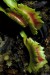 Mucholapka podivná (Dionaea muscipula) 10
