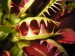 Mucholapka podivná (Dionaea muscipula) 9