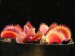 Mucholapka podivná (Dionaea muscipula)2