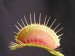 Mucholapka podivná (Dionaea muscipula)3