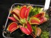 Mucholapka podivná (Dionaea muscipula)4
