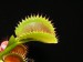 Mucholapka podivná (Dionaea muscipula)6