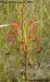 drosera elongata x affinis