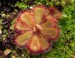 drosera cuneifolia