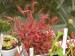 Drosera capensis 'Red Plant'