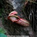 nepenthes northiana