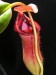 Nepenthes lowii x ventricosa