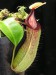Nepenthes x 'Predator'