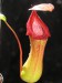 Nepenthes ventricosa x truncata