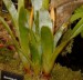 brocchinia reducta9