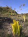 brocchinia reducta10