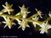 Brocchinia tatei9