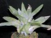 Catopsis berteroniana4