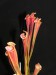 sarracenia flava mutant1