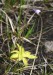 Pinguicula vulgaris subsp. bohemica
