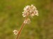 Cephalotus follicularis-květ